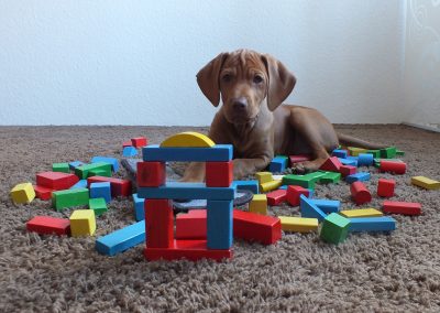 Mona der Therapiehund beim spielen mit bunten Holzklözchen